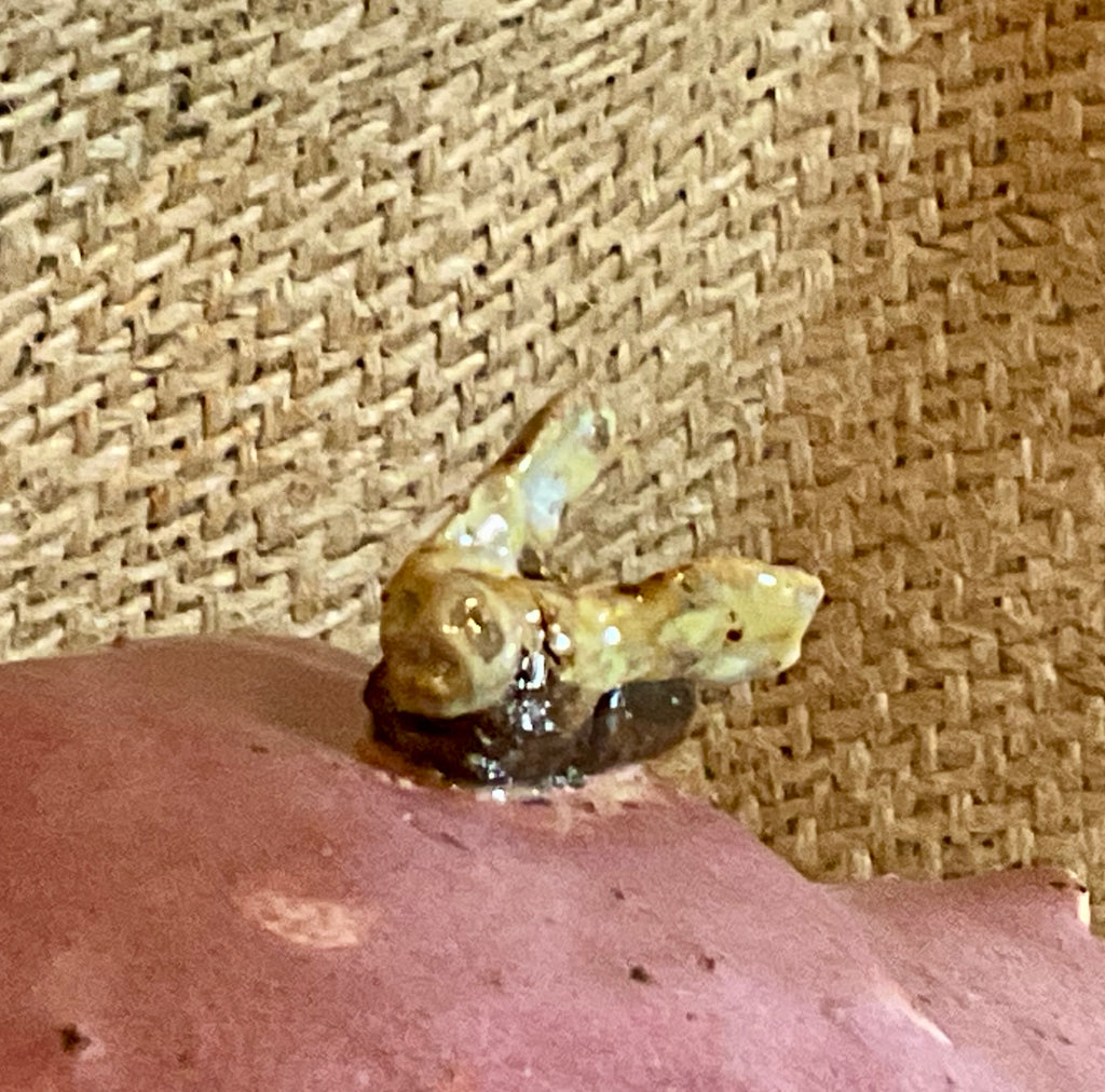 Pottery-mushroom with fly